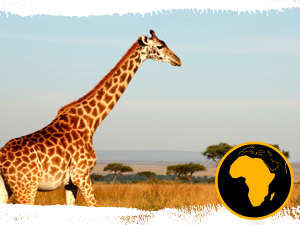 Giraffe on the Serengeti Plains